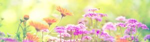 flowers background