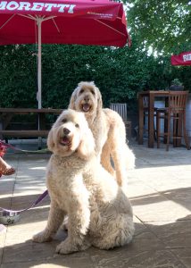 dogs